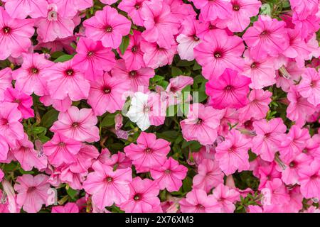 Fond de fleur de pétunia rose, pétunias violets dans le pot, aménagement paysager, décor. Pétunias de jardin commun fleuri luxuriant et coloré dans le parc de la ville. Wallp Banque D'Images