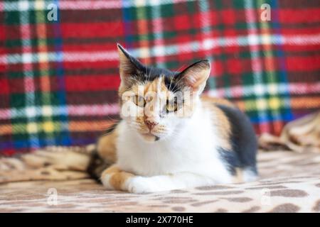 Un carnivore Felidae avec des moustaches, un museau et de la fourrure repose sur une couverture à carreaux. Le chat est petit à moyen, avec un motif calico Banque D'Images