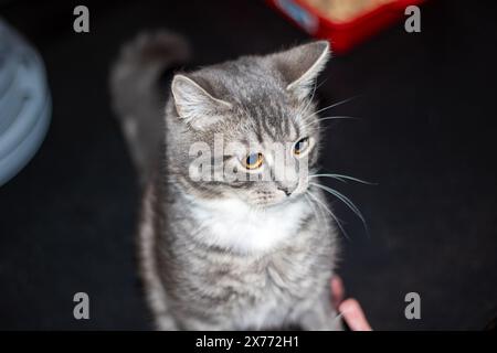 Une image d'un chat domestique à poil court, un carnivore Felidae de petite à moyenne taille, avec des moustaches et de la fourrure, regardant directement la caméra Banque D'Images