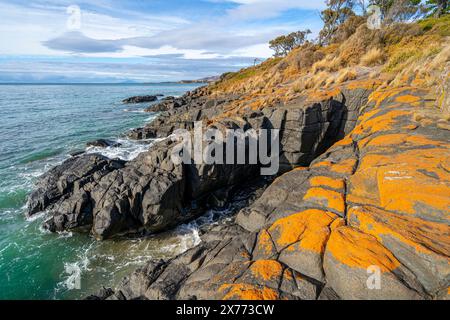 Roches couvertes de lichen sur le promontoire de Swansea Beach, Swansea, Tasmanie Banque D'Images