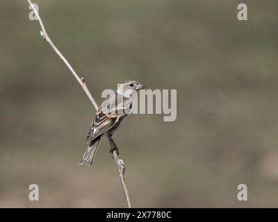 Brambling, Fringilla montifringilla, femme célibataire dans la branche, Norvège, mai 2024 Banque D'Images