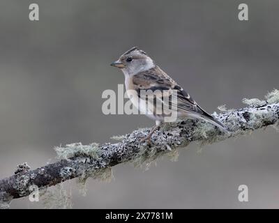 Brambling, Fringilla montifringilla, femme célibataire dans la branche, Norvège, mai 2024 Banque D'Images