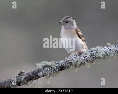 Brambling, Fringilla montifringilla, femme célibataire dans la branche, Norvège, mai 2024 Banque D'Images