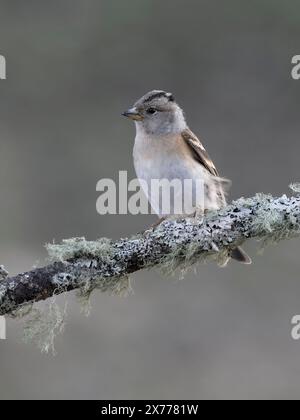 Brambling, Fringilla montifringilla, femme célibataire dans la branche, Norvège, mai 2024 Banque D'Images