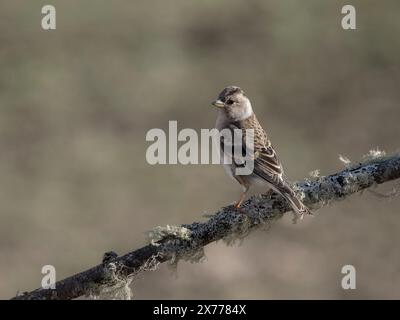 Brambling, Fringilla montifringilla, femme célibataire dans la branche, Norvège, mai 2024 Banque D'Images