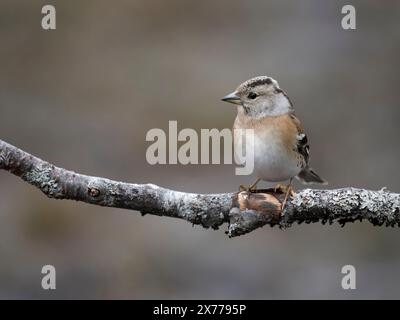 Brambling, Fringilla montifringilla, femme célibataire dans la branche, Norvège, mai 2024 Banque D'Images