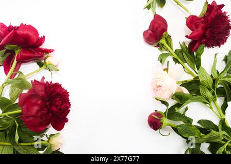 Une belle disposition de bordure de coin de pivoines rouges et roses sur un fond blanc Banque D'Images