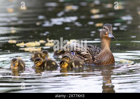 Beaux canetons avec poule colvert (Anas platyrhynchos) Banque D'Images