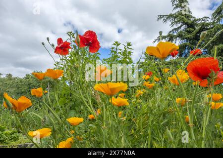 Le coquelicot californien son image avec celle du botaniste Adelbert von Chamisso a été utilisé comme timbre-poste en Allemagne en 1981 Banque D'Images