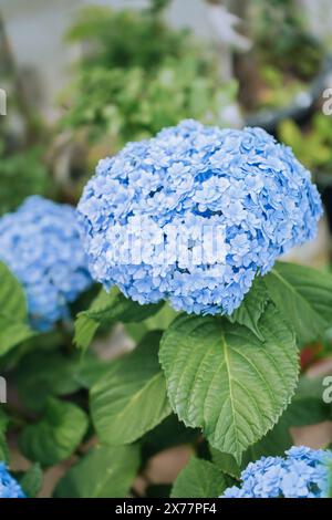 Cultivar florissant hydrangea à grandes feuilles (Hydrangea macrophylla 'Endless Summer') dans le jardin d'été Banque D'Images