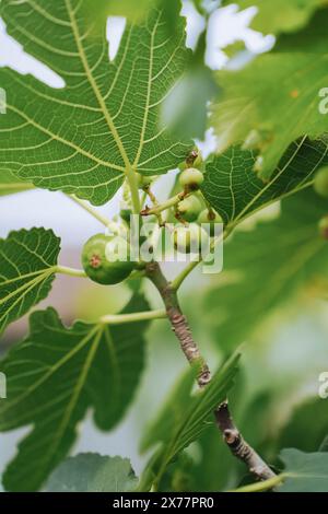 Des grappes de figues vertes pendent sur l'arbre. Figue organique immature sur branche sur arbre. Mise au point sélective. Banque D'Images