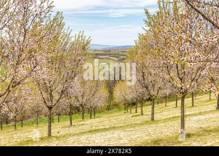 Vue des arbres en fleurs dans le verger d'amandiers de la ville de Hustopece en Moravie du Sud, République tchèque, Europe. Banque D'Images