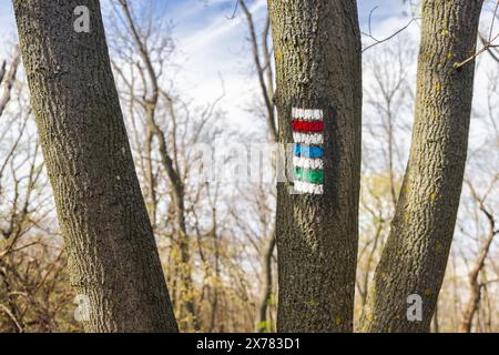 Panneaux de sentier de randonnée sur les troncs d'un arbre Banque D'Images