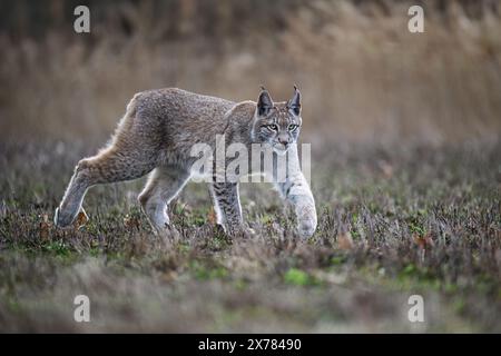 Le lynx cub traverse la prairie et aimerait jouer. Banque D'Images