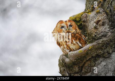 Le hibou regarde depuis le creux de l'arbre et observe les environs. Banque D'Images