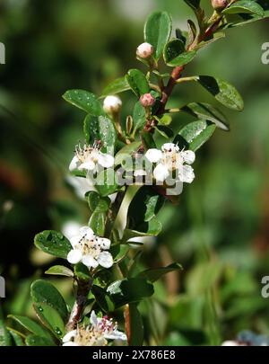 Les fleurs de la plante Cotoneaster au printemps sont de petites fleurs blanches et belles Banque D'Images