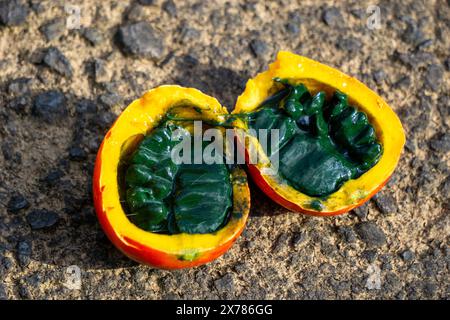 Trichosanthes tricuspidata (Kalayar, Makal, gourde de serpent rouge) fruit. Ce fruit est toxique et dans le système traditionnel thaïlandais de la médecine Banque D'Images