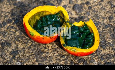 Trichosanthes tricuspidata (Kalayar, Makal, gourde de serpent rouge) fruit. Ce fruit est toxique et dans le système traditionnel thaïlandais de la médecine Banque D'Images