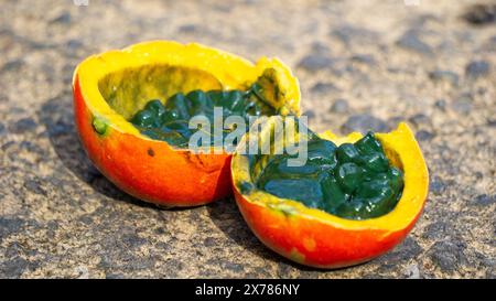 Trichosanthes tricuspidata (Kalayar, Makal, gourde de serpent rouge) fruit. Ce fruit est toxique et dans le système traditionnel thaïlandais de la médecine Banque D'Images