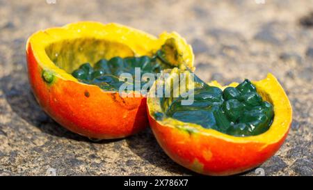 Trichosanthes tricuspidata (Kalayar, Makal, gourde de serpent rouge) fruit. Ce fruit est toxique et dans le système traditionnel thaïlandais de la médecine Banque D'Images