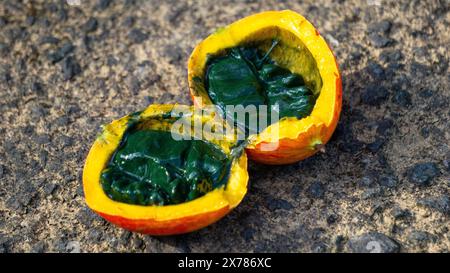 Trichosanthes tricuspidata (Kalayar, Makal, gourde de serpent rouge) fruit. Ce fruit est toxique et dans le système traditionnel thaïlandais de la médecine Banque D'Images