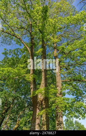 Un arbre aux feuilles vertes se dresse contre un ciel bleu clair, symbolisant le paysage naturel et la vie végétale terrestre dans une forêt feuilletée et mixte Banque D'Images