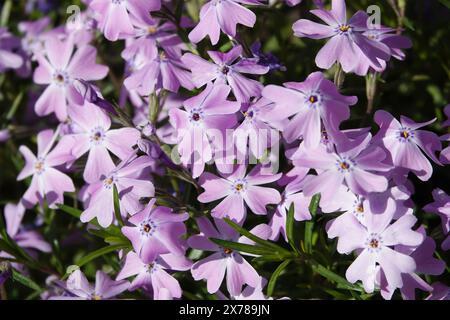 Fleurs Phlox en forme d'awl pendant la période de floraison, fleurs délicates et belles Banque D'Images