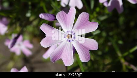 Fleurs Phlox en forme d'awl pendant la période de floraison, fleurs délicates et belles Banque D'Images