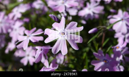 Fleurs Phlox en forme d'awl pendant la période de floraison, fleurs délicates et belles Banque D'Images