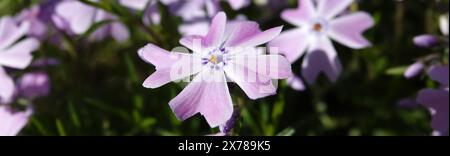 Fleurs Phlox en forme d'awl pendant la période de floraison, fleurs délicates et belles Banque D'Images