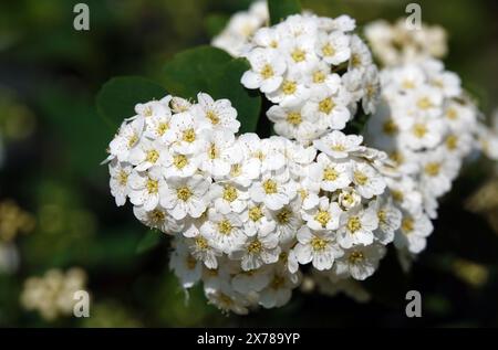 Spiraea Wangutta fleurs d'été floraison grappes de brousse de petites fleurs au printemps Banque D'Images