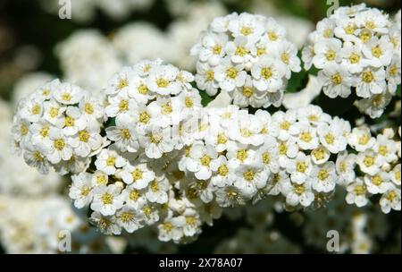 Spiraea Wangutta fleurs d'été floraison grappes de brousse de petites fleurs au printemps Banque D'Images