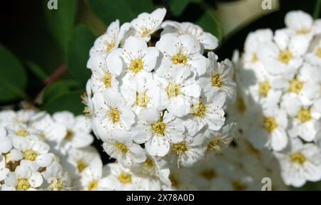 Spiraea Wangutta fleurs d'été floraison grappes de brousse de petites fleurs au printemps Banque D'Images