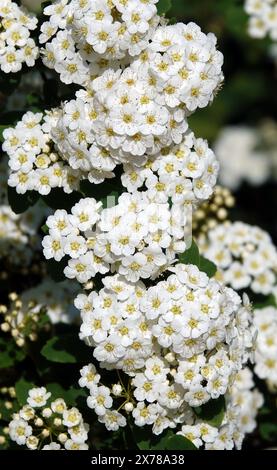 Spiraea Wangutta fleurs d'été floraison grappes de brousse de petites fleurs au printemps Banque D'Images