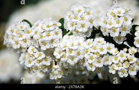 Spiraea Wangutta fleurs d'été floraison grappes de brousse de petites fleurs au printemps Banque D'Images