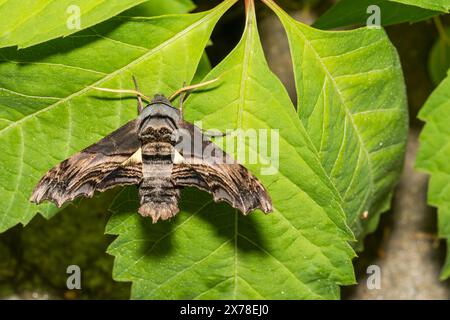 Sphinx Moth d'Abbott - Sphecodina abbottii Banque D'Images