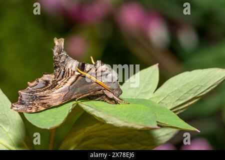 Sphinx Moth d'Abbott - Sphecodina abbottii Banque D'Images