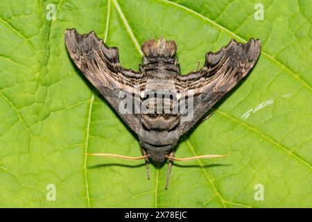 Sphinx Moth d'Abbott - Sphecodina abbottii Banque D'Images