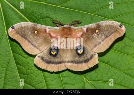 Polyphemus Moth - Antheraea polyphemus Banque D'Images