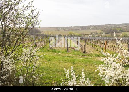 Pistes viticoles près du parc national de Podyji, près de la ville de Znojmo dans la région de Moravie du Sud, République tchèque, Europe. Banque D'Images