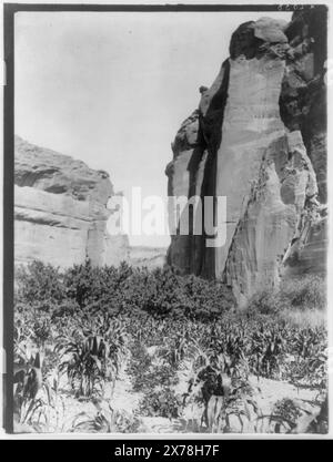 Une ferme navaho, titre de l'article., Curtis no. 2038-06., fait partie de : Edward S. Curtis Collection .. Indiens d'Amérique du Nord, activités de subsistance, 1900-1910. , Indiens Navajo, activités de subsistance, 1900-1910. , Corn, 1900-1910. , Canyons, 1900-1910. , Gardens, 1900-1910. Banque D'Images