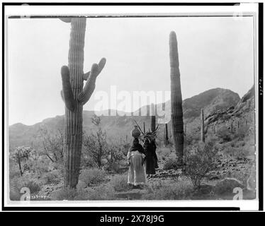 Hasen récolte B Qahatika. Trois femmes marchant à travers le désert, deux avec des porteurs de kiho et une avec pot sur la tête, Arizona, Edward S. Curtis Collection., Curtis no. 2339-07.. Indiens d'Amérique du Nord, Arizona, activités de subsistance, 1900-1910. , Indiens Qahatika, activités de subsistance, 1900-1910. , Indiens d'Amérique du Nord, Arizona, femmes, 1900-1910. , Indiens Qahatika, femmes, 1900-1910. , Harvesting, Arizona, 1900-1910. Banque D'Images