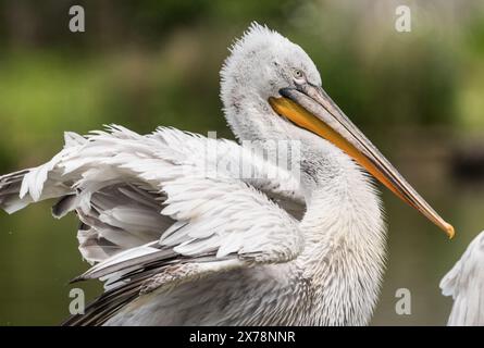 Pélican frisé (Pelecanus crispus) Banque D'Images