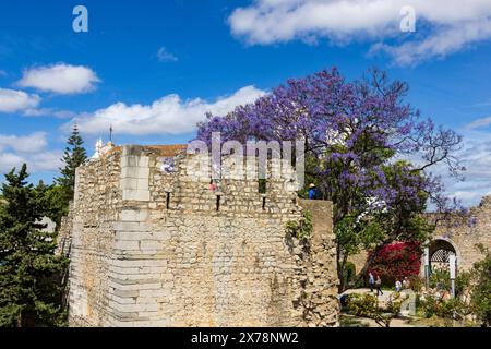 Jacaranda tree (Jacaranda mimosifolia), Castelo de Tavira, of Tavira, Eastern Algarve, Algarve, Portugal, Europe Banque D'Images