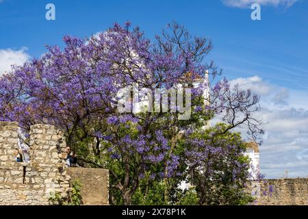 Jacaranda tree (Jacaranda mimosifolia), Castelo de Tavira, Tavira, Algarve orientale, Algarve, Portugal, Europe Banque D'Images