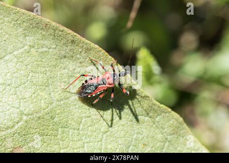 Assassin Bug (Rhynocoris iracundus) sur une feuille dans le canyon Ortaca, Turkiye Banque D'Images