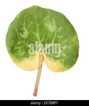 Fleur de feuille de cyclamen bourgeon séché isolé sur fond blanc Banque D'Images