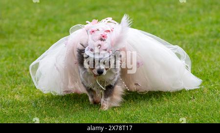 Milton Keynes, Royaume-Uni 18 mai 2024. Coco la chihuahua se bat dans la compétition pour le chien le mieux habillé à l'exposition canine locale. Malgré ses efforts, elle a été battue par un Dachsund habillé en Sherlock Bones. Crédit : Sue Thatcher/Alamy Live News Banque D'Images