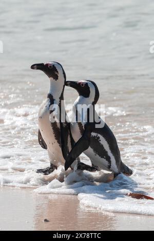 Une paire de pingouins africains menacés, Spheniscus Demersus, marchant dans l'écume marine à Boulders Beach en Afrique du Sud Banque D'Images