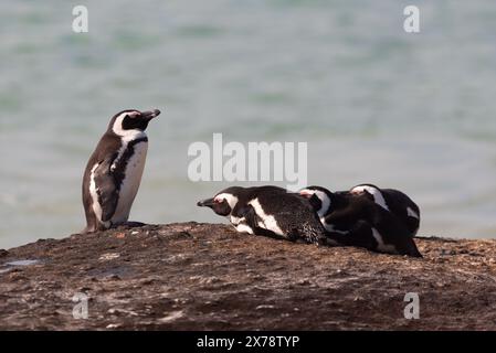 Un groupe de pingouins africains menacés, Spheniscus Demersus, sur un rocher à Boulders Beach en Afrique du Sud. L'un debout, les autres couchés. Banque D'Images